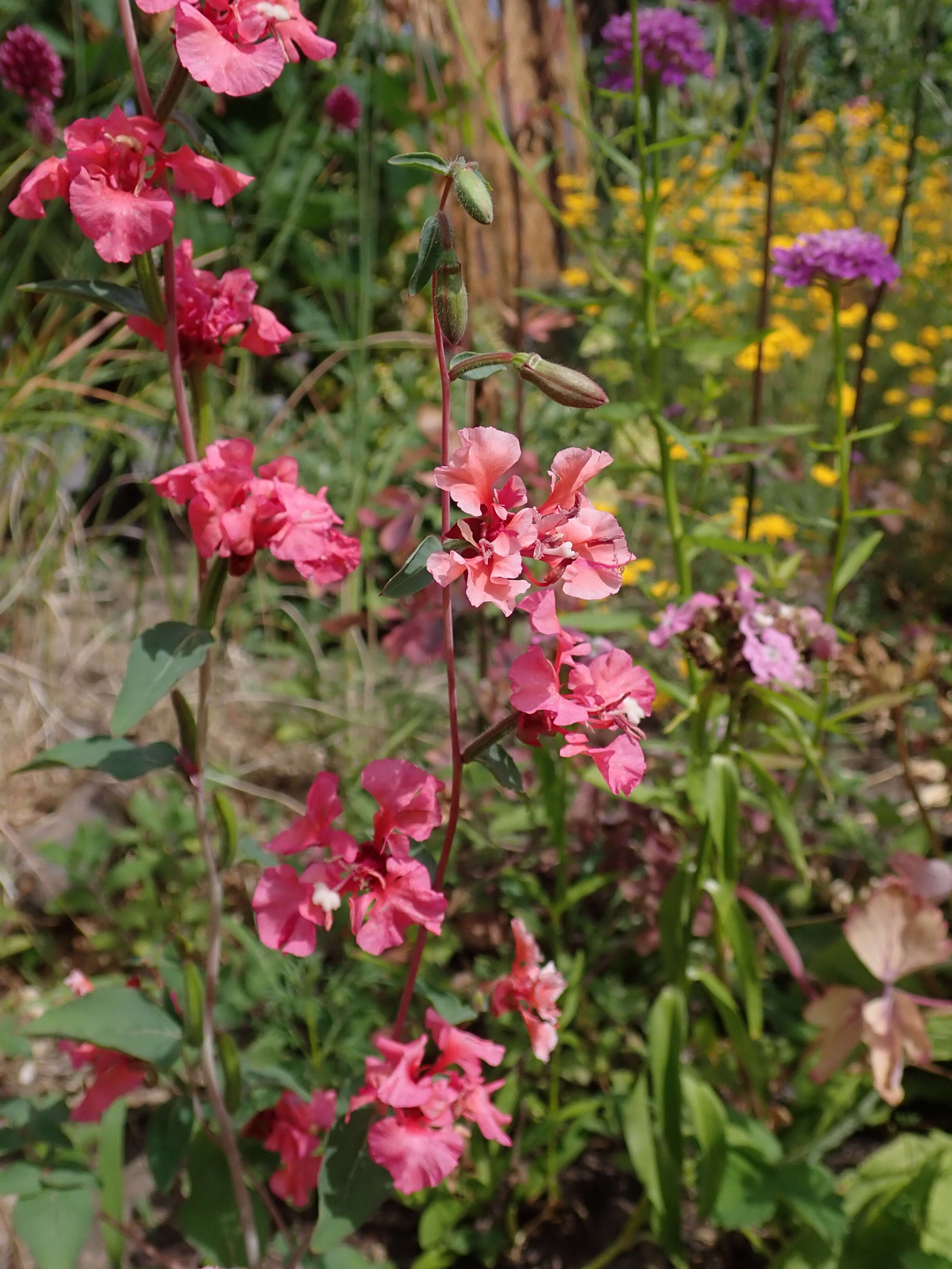 Image of elegant clarkia