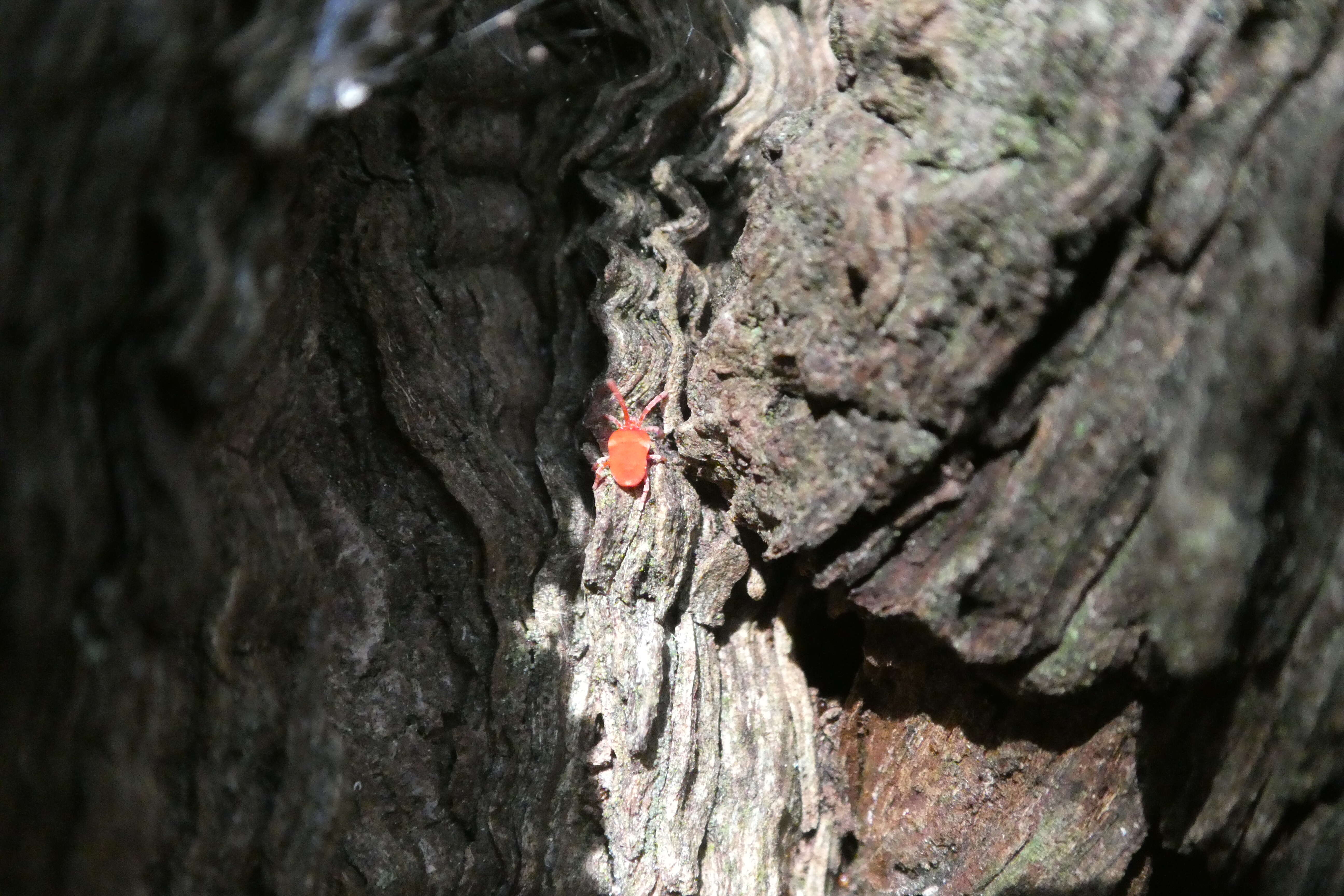 Image of velvet mites and chiggers