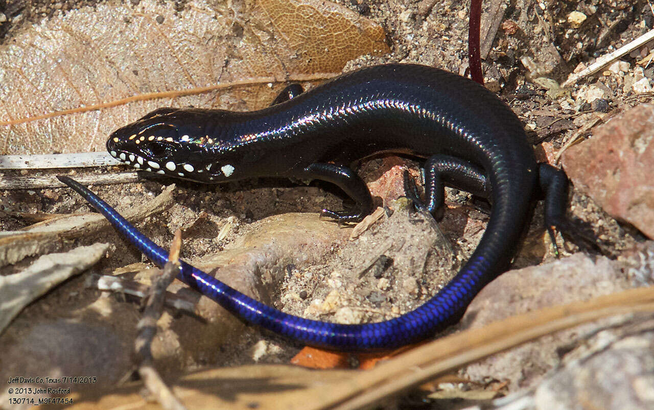 Image of Great Plains skink