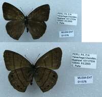 Image of Euptychia gisella Hayward 1957