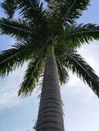 Image of Cuban Royal Palm