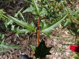 Image de Podolobium ilicifolium (Andrews) Crisp & P. H. Weston