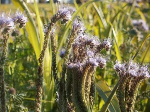 Plancia ëd Phacelia tanacetifolia Benth.