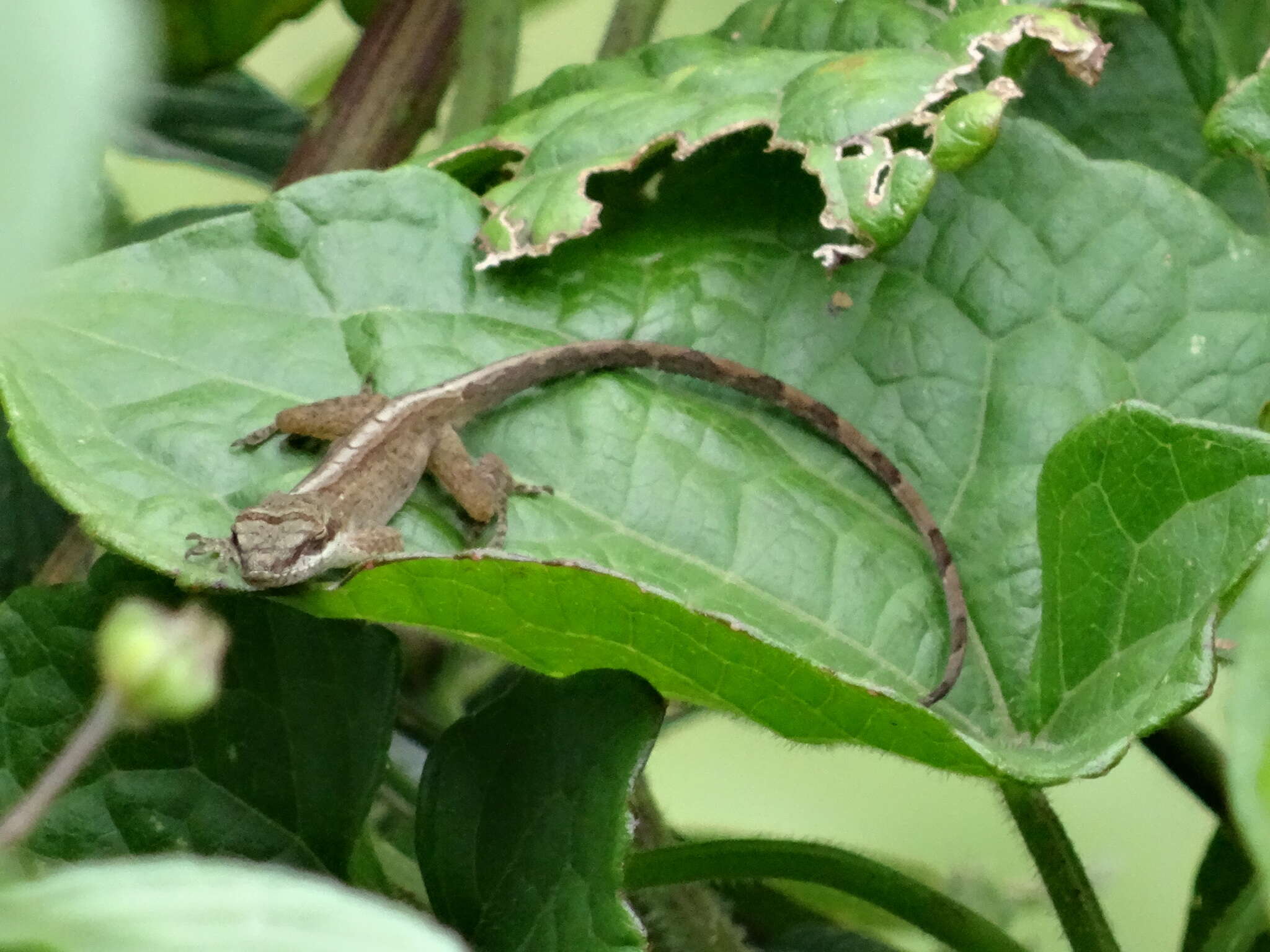 Image of Blemished Anole