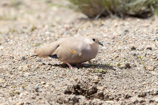 Image of Golden-spotted Ground Dove