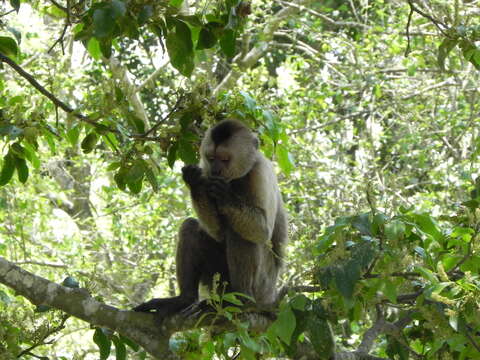 Image of Brown weeper capuchin