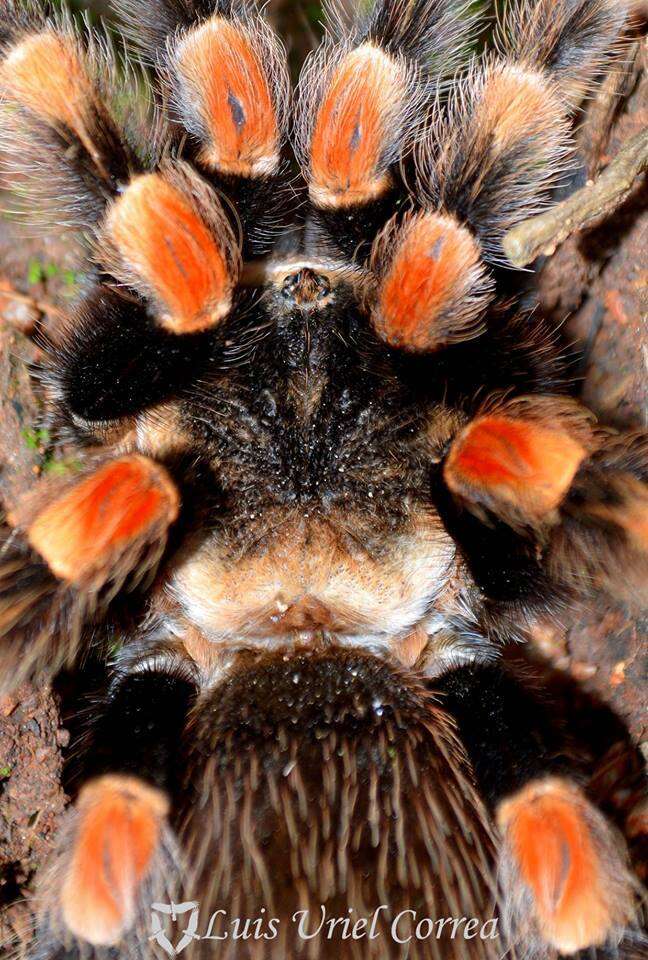 Image of Mexican Red Knee Tarantula