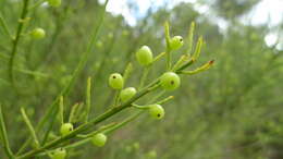 Image of Leptomeria acida R. Br.