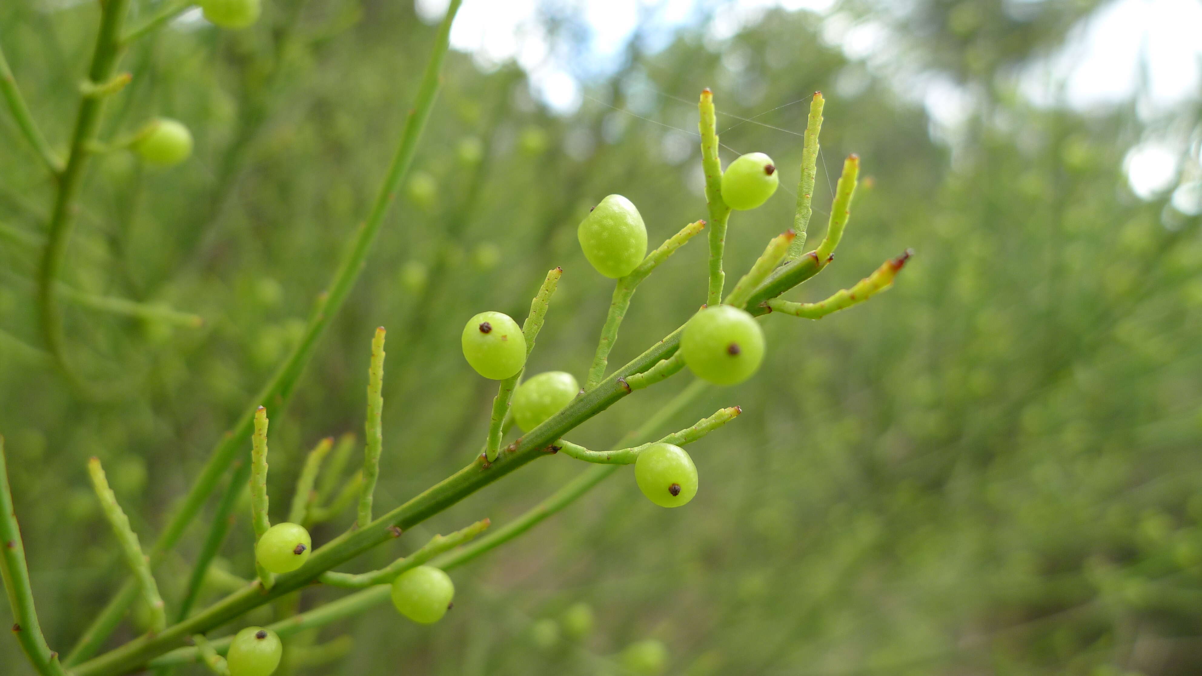 Image of Leptomeria acida R. Br.