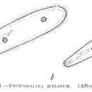 Protoopalina hylarum的圖片