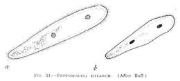 Protoopalina hylarum的圖片