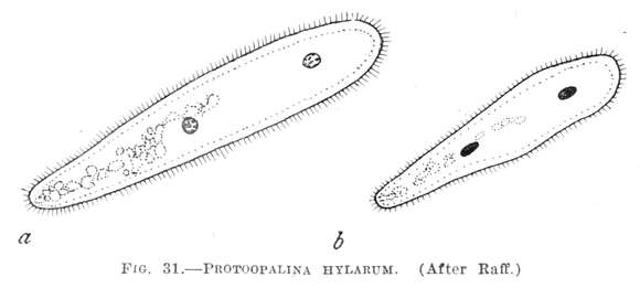Image of Protoopalina hylarum