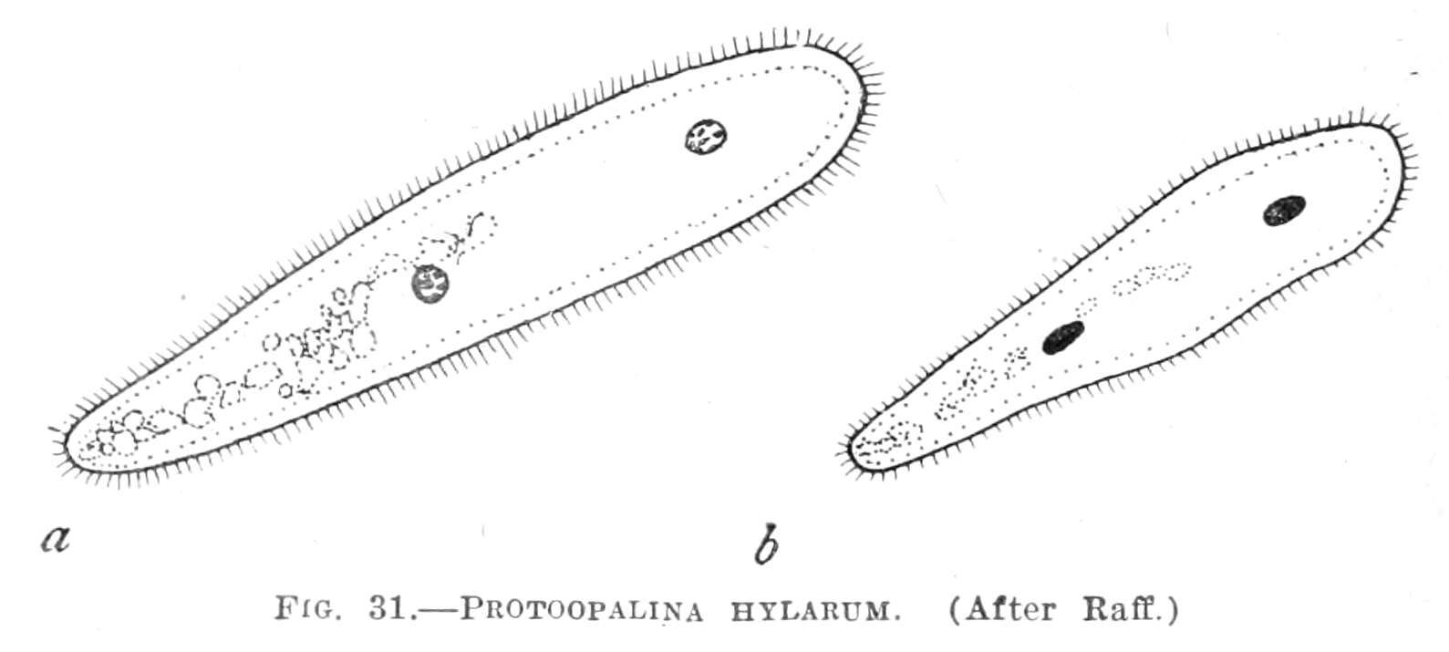 Image de Protoopalina hylarum