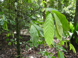 Image of Pseuduvaria froggattii (F. Muell.) Jessup