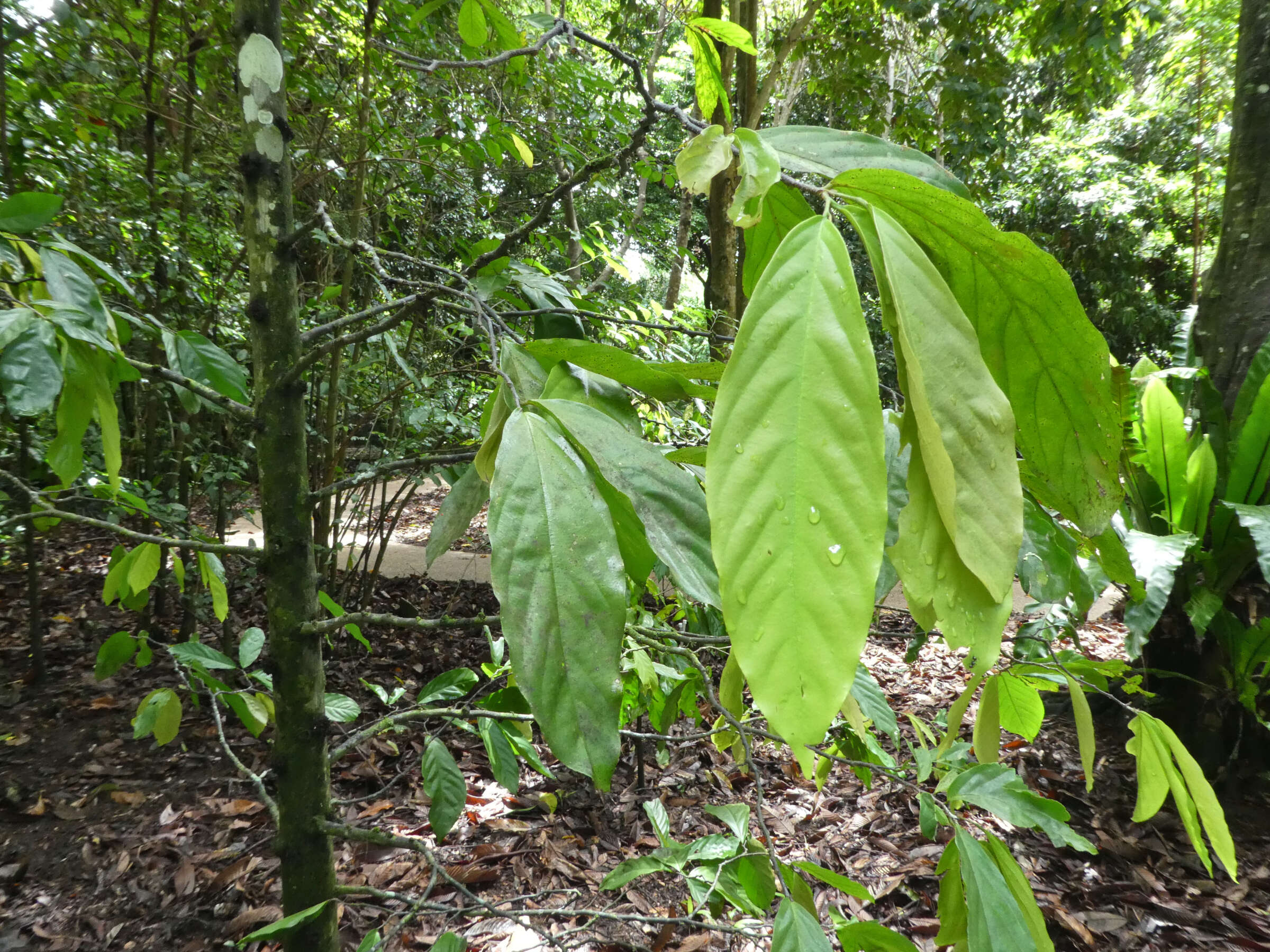 Image of Pseuduvaria froggattii (F. Muell.) Jessup