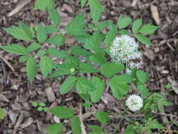 Imagem de Actaea rubra (Ait.) Willd.