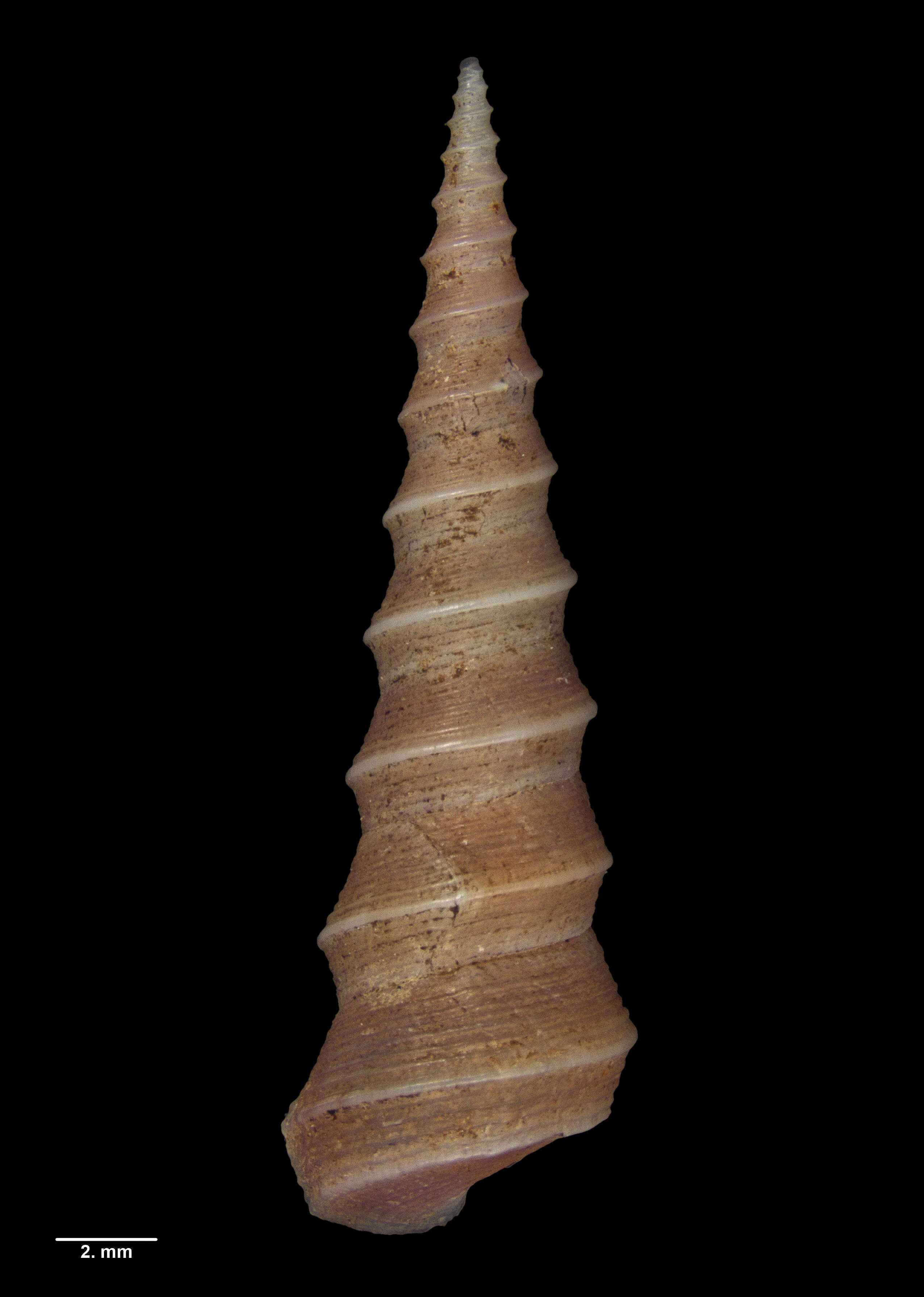 Image of Stiracolpus ahiparanus (Powell 1927)