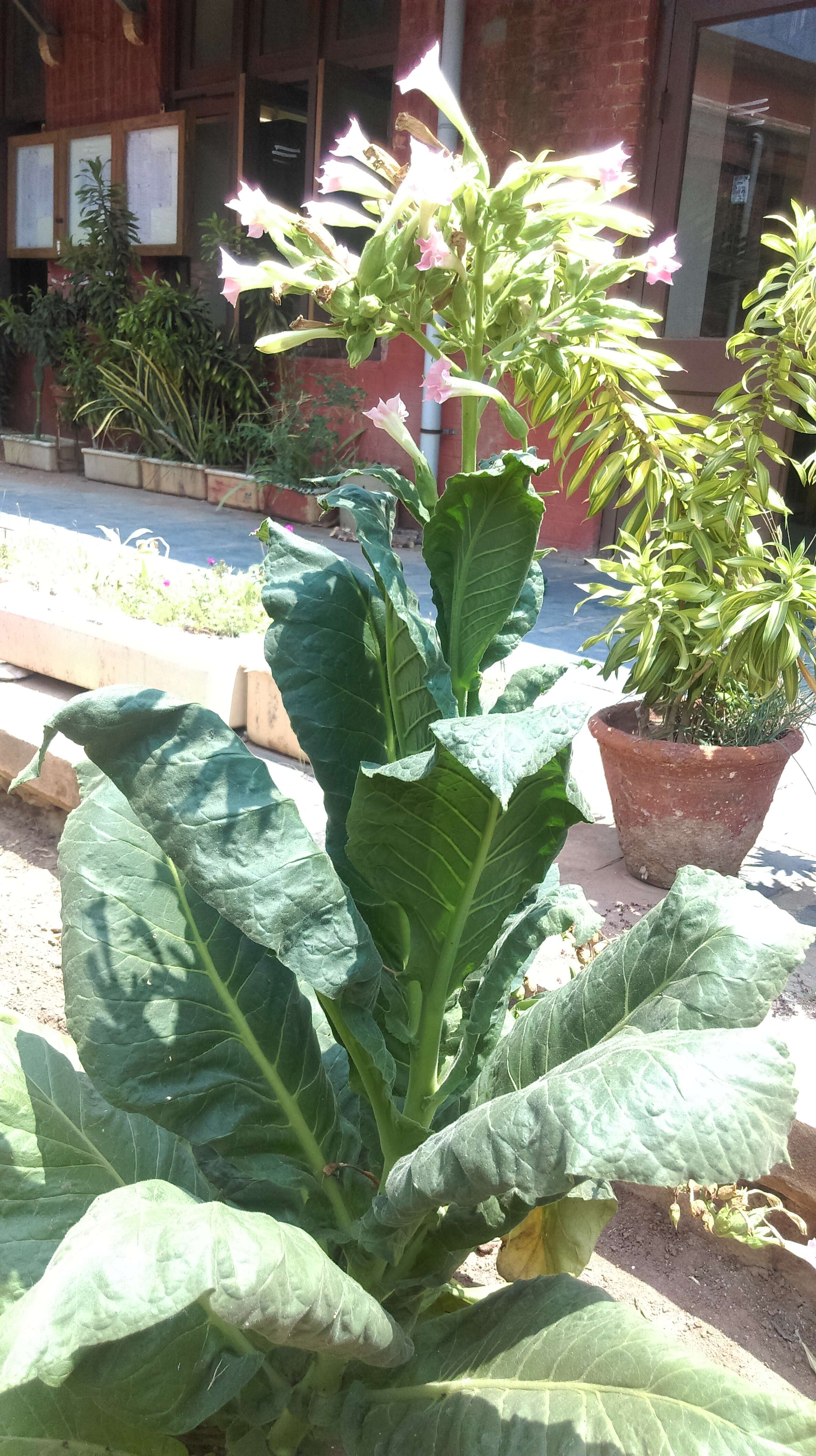 Image of cultivated tobacco