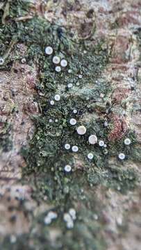 Image of dimerella lichen