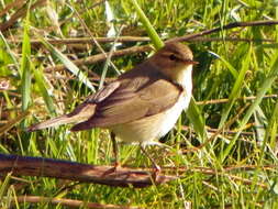 Image of Willow Warbler