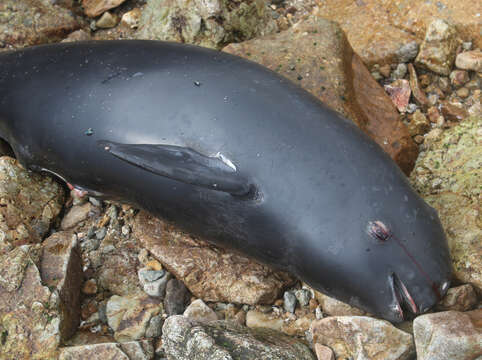 Image of Finless Porpoise