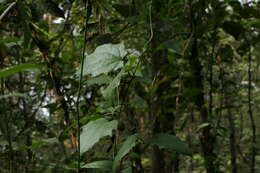 Image of laurel clockvine