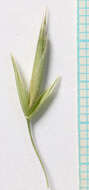 Image of nodding brome