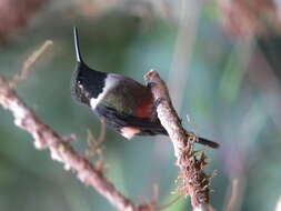 Image of Purple-throated Woodstar