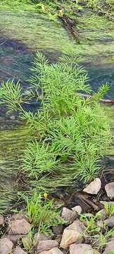 Image of European Waterhemlock