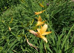 Слика од Hemerocallis hakuunensis Nakai