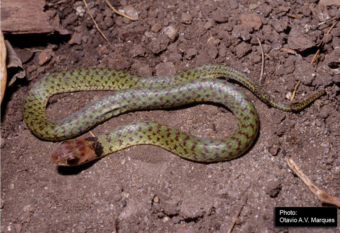 Слика од Erythrolamprus typhlus (Linnaeus 1758)