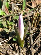 Image of Colchicum bulbocodium Ker Gawl.