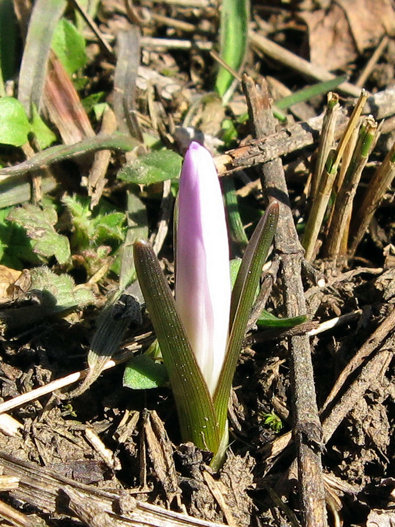 Image of Colchicum bulbocodium Ker Gawl.