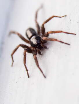 Image of Eastern Parson Spider