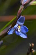 Image of Gumland sun orchid