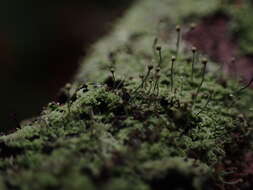 Image of needle lichen