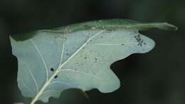 Image of Oak Lace Bug