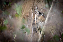 Image of Spiny Babbler
