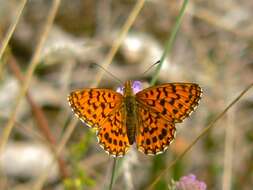 Plancia ëd Boloria dia