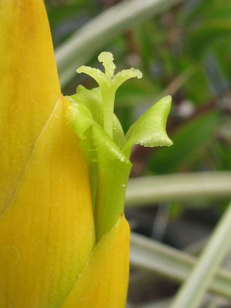 Image of Tillandsia lotteae H. Hrom. ex Rauh