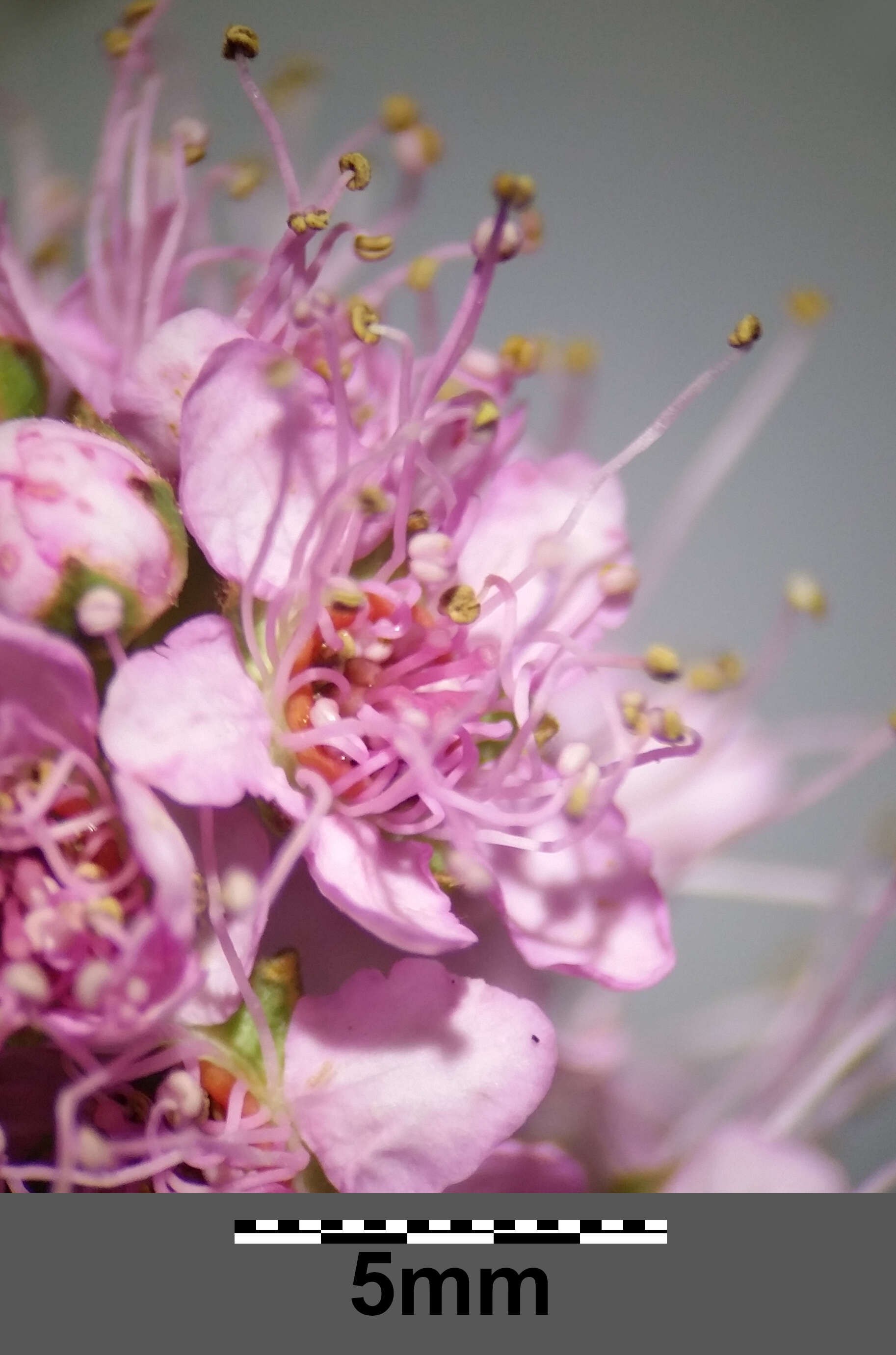 Слика од Spiraea salicifolia L.