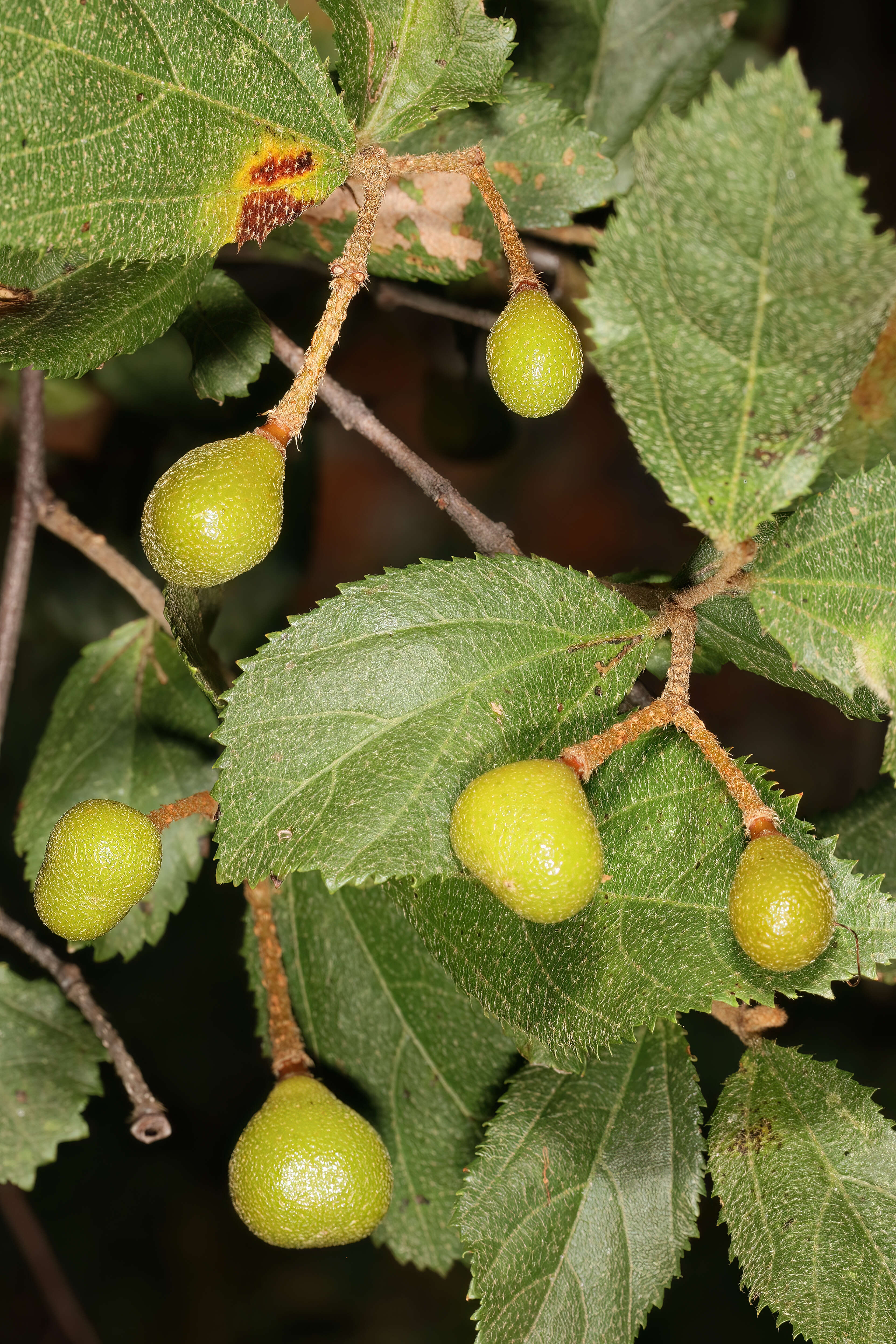 Image de Grewia flavescens Juss.