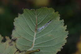 Image of elm midget