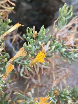 Image of green rabbitbrush