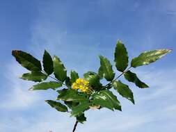 Image of Hollyleaved barberry