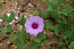 Ipomoea pes-caprae (L.) R. Brown resmi