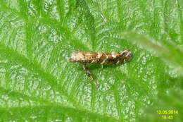 Image of privet leaf miner