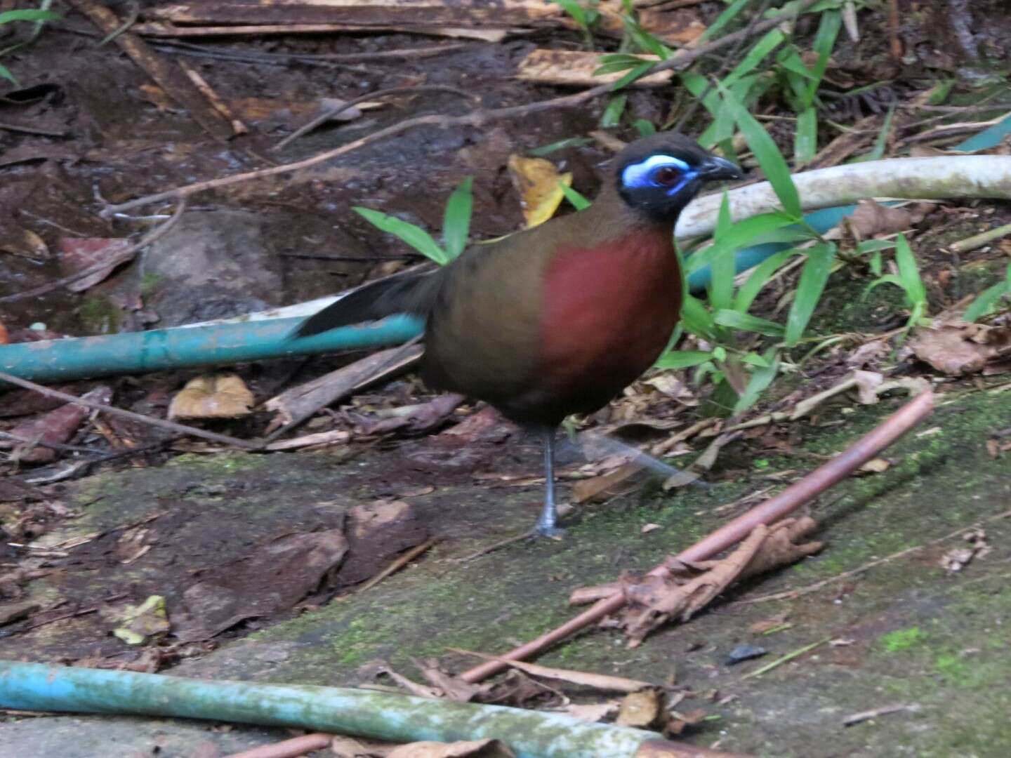 Image of Red-breasted Coua