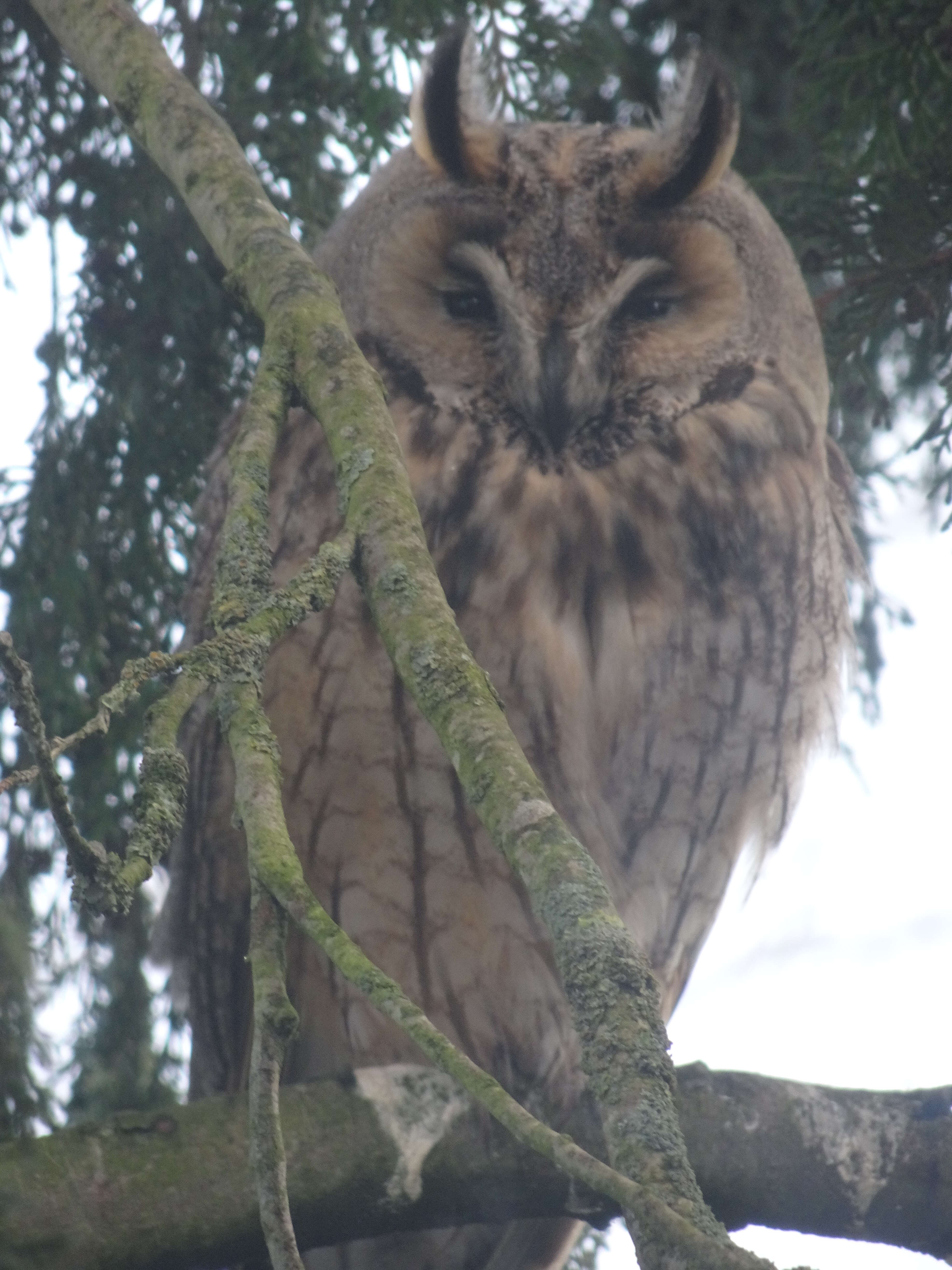 Image of Long-eared Owl