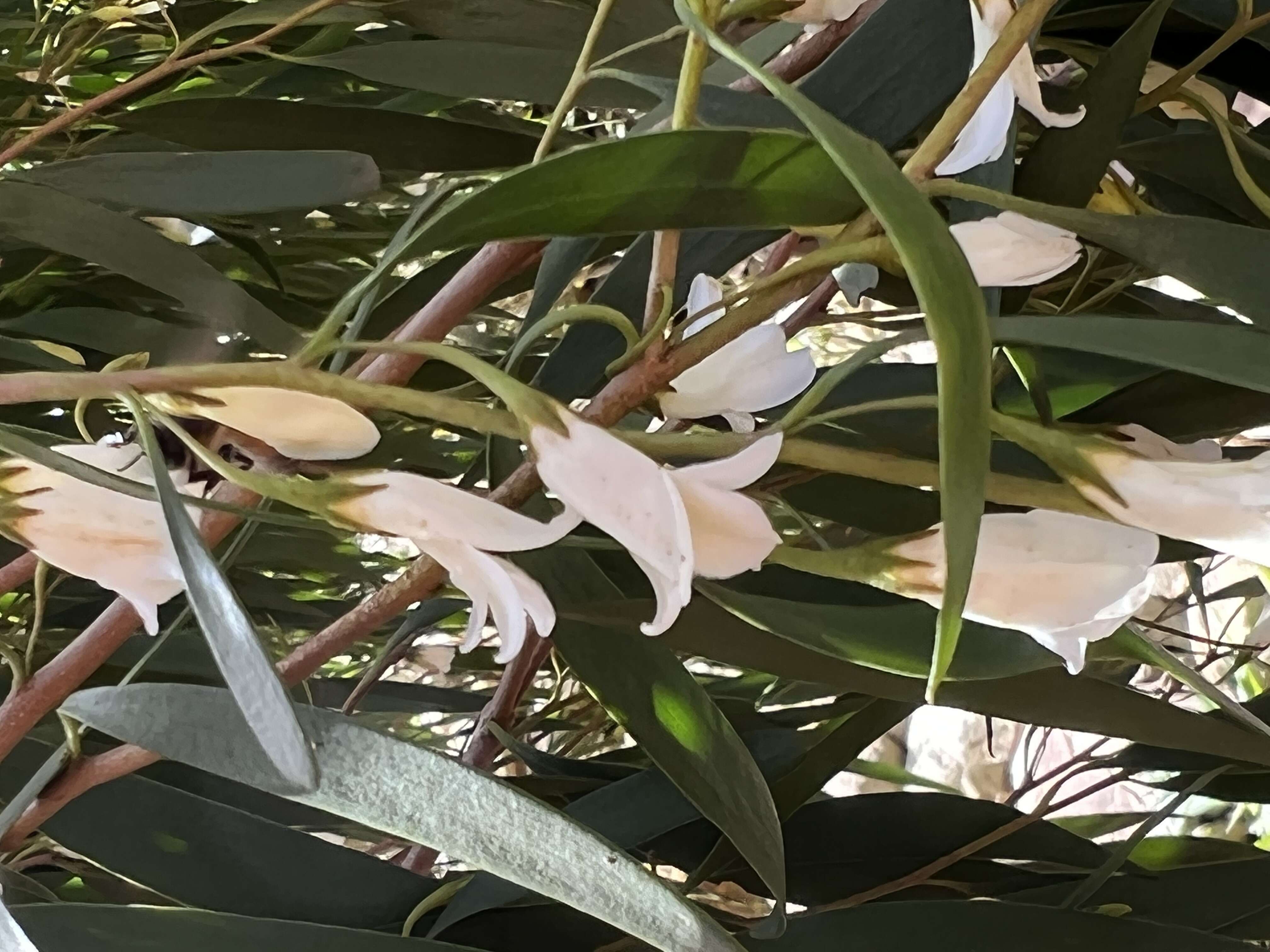 صورة Eremophila santalina (F. Muell.) F. Muell.